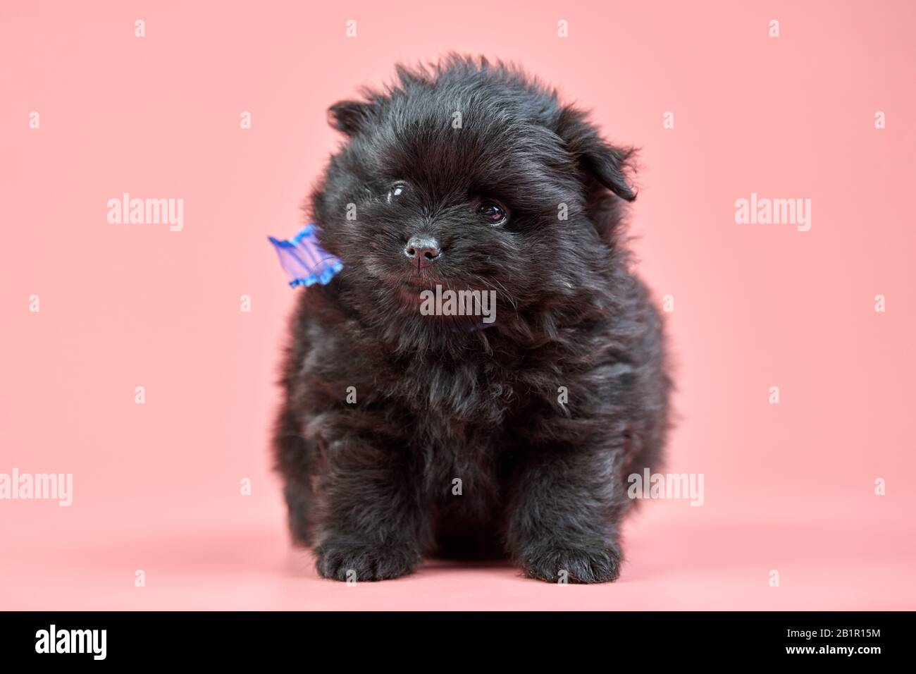 Pomeranian Spitz puppy. Cute fluffy black Spitz dog on pink background. Family-friendly tiny Dwarf-Spitz pom dog. Stock Photo