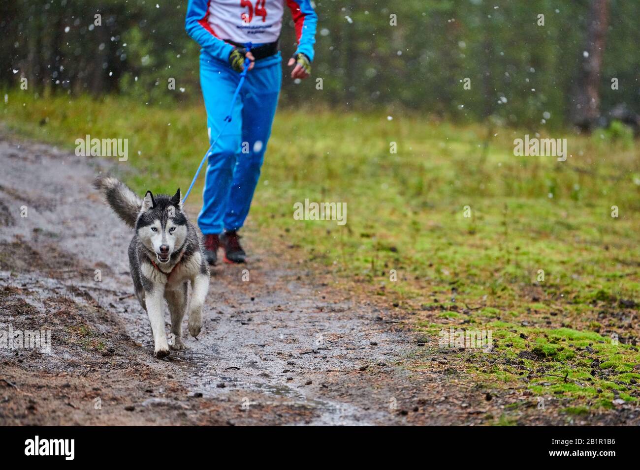 Canicross dog mushing race. Husky sled dog attached to runner. Autumn competition Stock Photo
