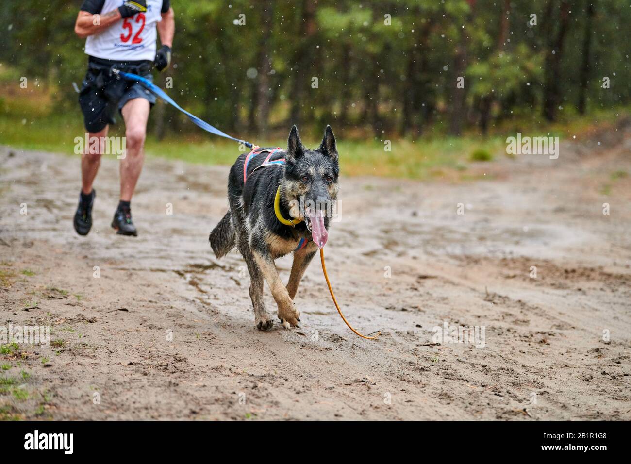 Canicross dog mushing race. German Shepherd sled dog attached to runner. Autumn competition