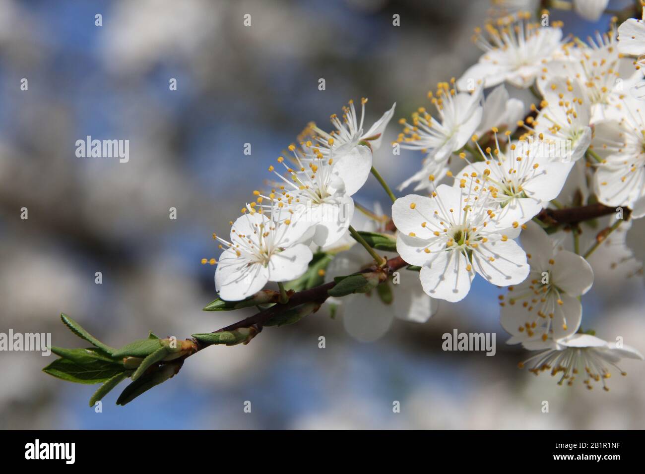 White flowers of blooming Sour Cherry Tree Prunus Cerasus towards blue sky at spring season close up Stock Photo