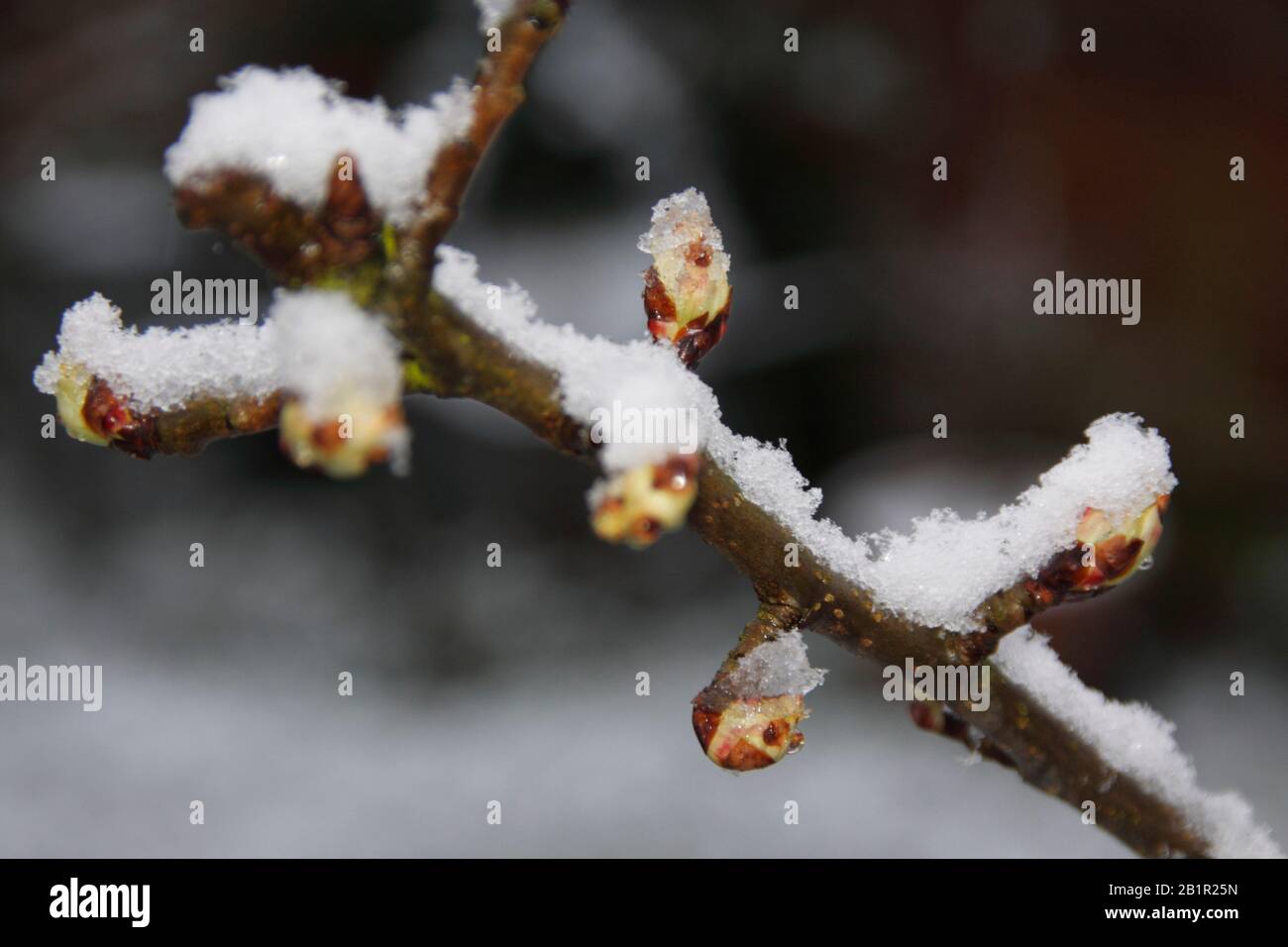 Hook Norton, Oxfordshire. 27th Feb 2020. UK Weather: Pear Tree buds  covered with snow hook norton Oxfordshire England UK 27 th Feb 2020 Credit:Melvin Green /Alamy Live News Stock Photo