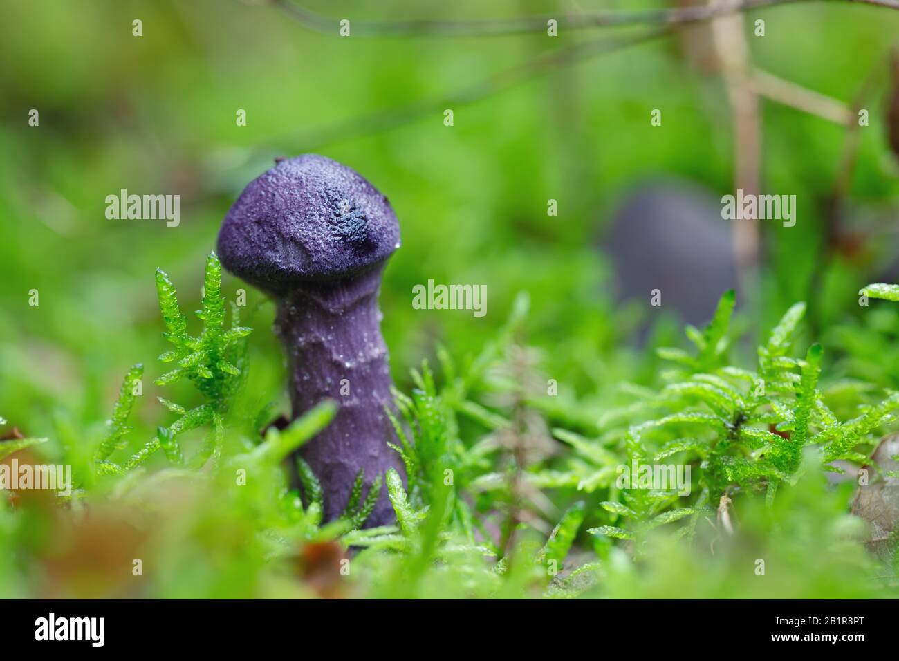 Young Violet Webcap mushroom growing in the wet moss of a temperate forest. Stock Photo