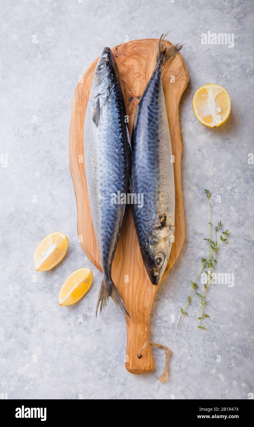 Atlantic bonito Sarda or Palamida that is large mackerel-like fish Stock Photo