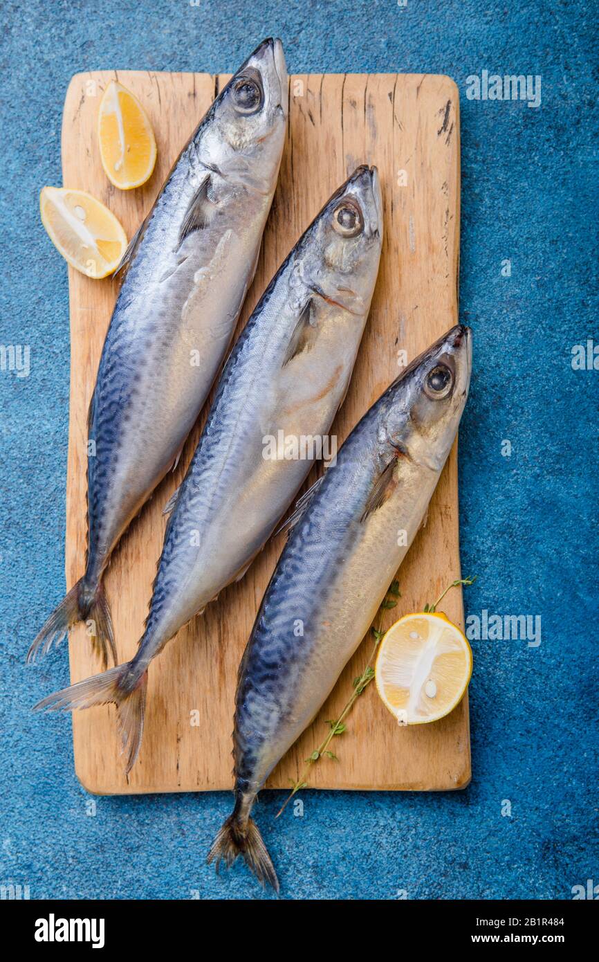 Atlantic bonito Sarda sarda or Palamida that is large mackerel-like fish Stock Photo