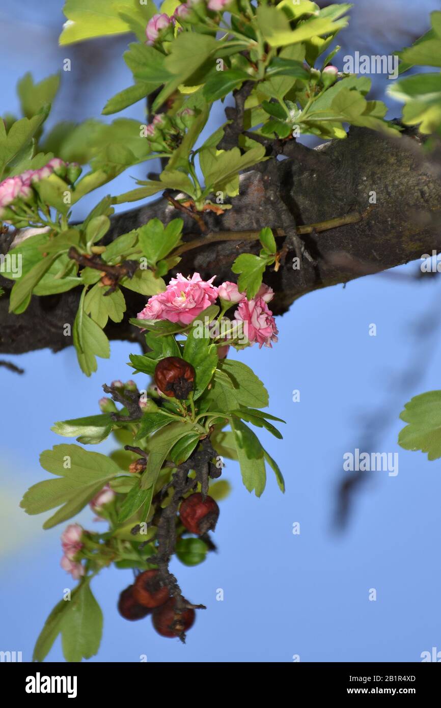 Branch with flowers and leaves hi-res stock photography and images - Alamy