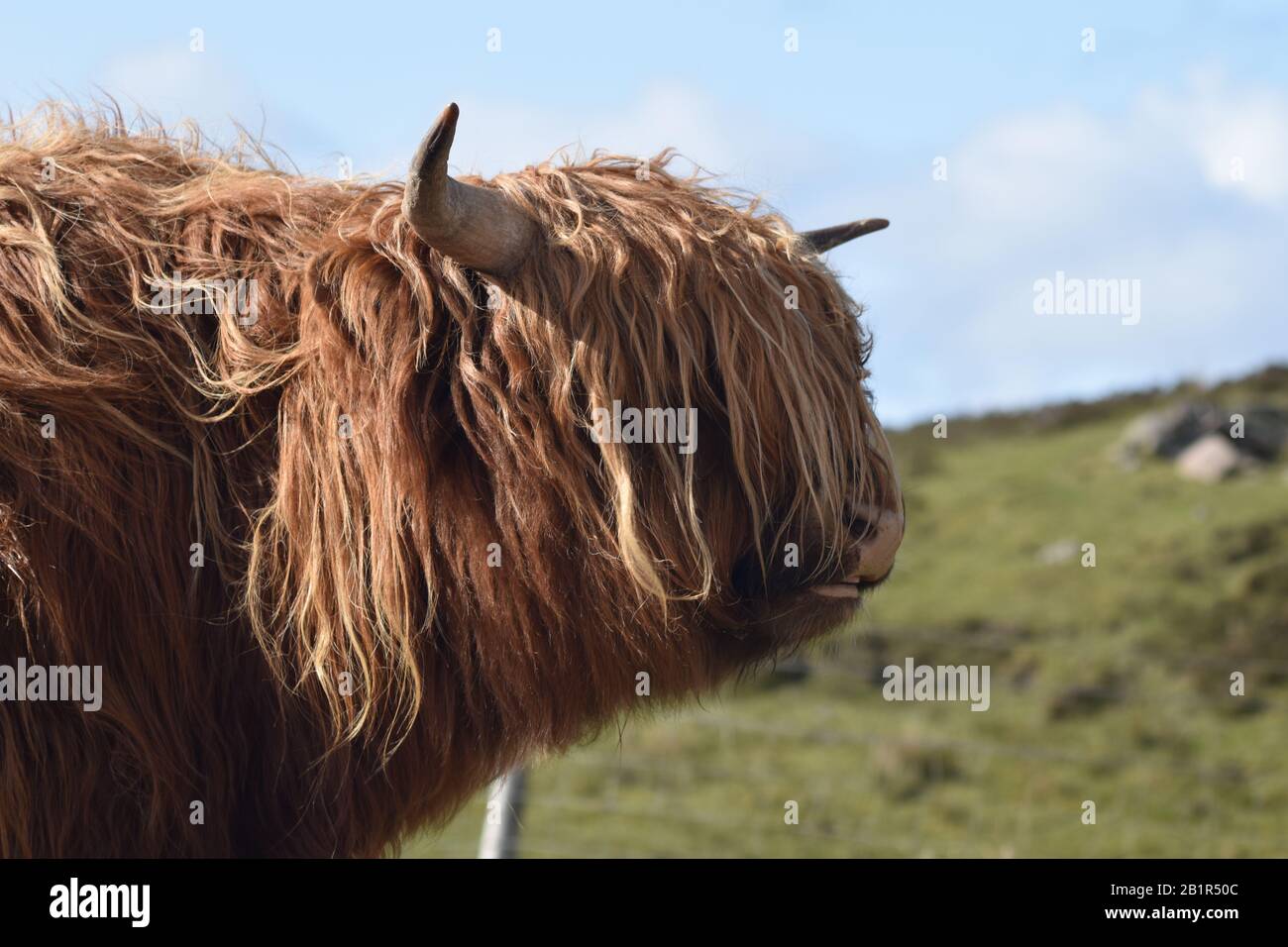 Highland cow (Heilan coo) on the Applecross peninsula in the West of Scotland Stock Photo