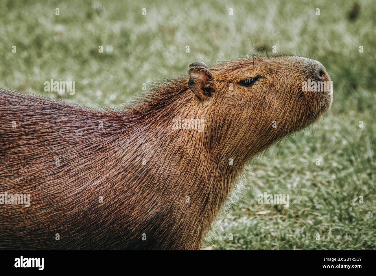 Side head portrait of a wild capybara or Hydrochoerus hydrochaeris, the largest semi-aquatic rodent in the world against a green grass background Stock Photo
