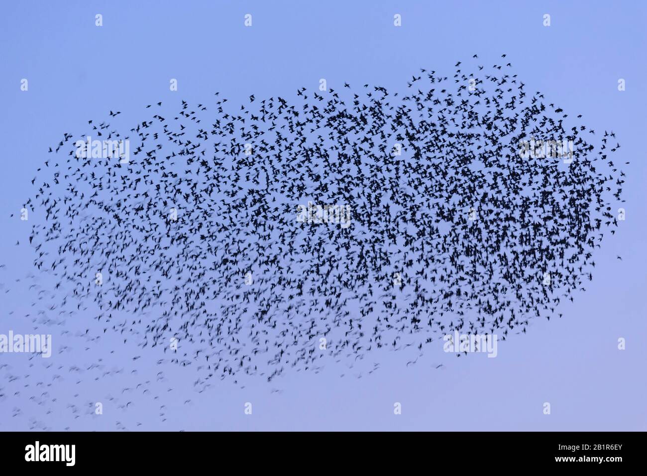 common starling (Sturnus vulgaris), flying flock of starlings in the evening sky, Germany, Lower Saxony Stock Photo