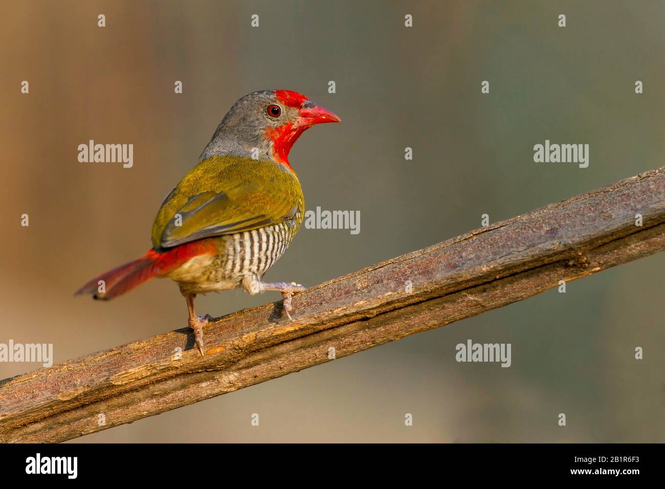 green-winged pytilia (Pytilia melba), perched on a branch, Africa Stock Photo