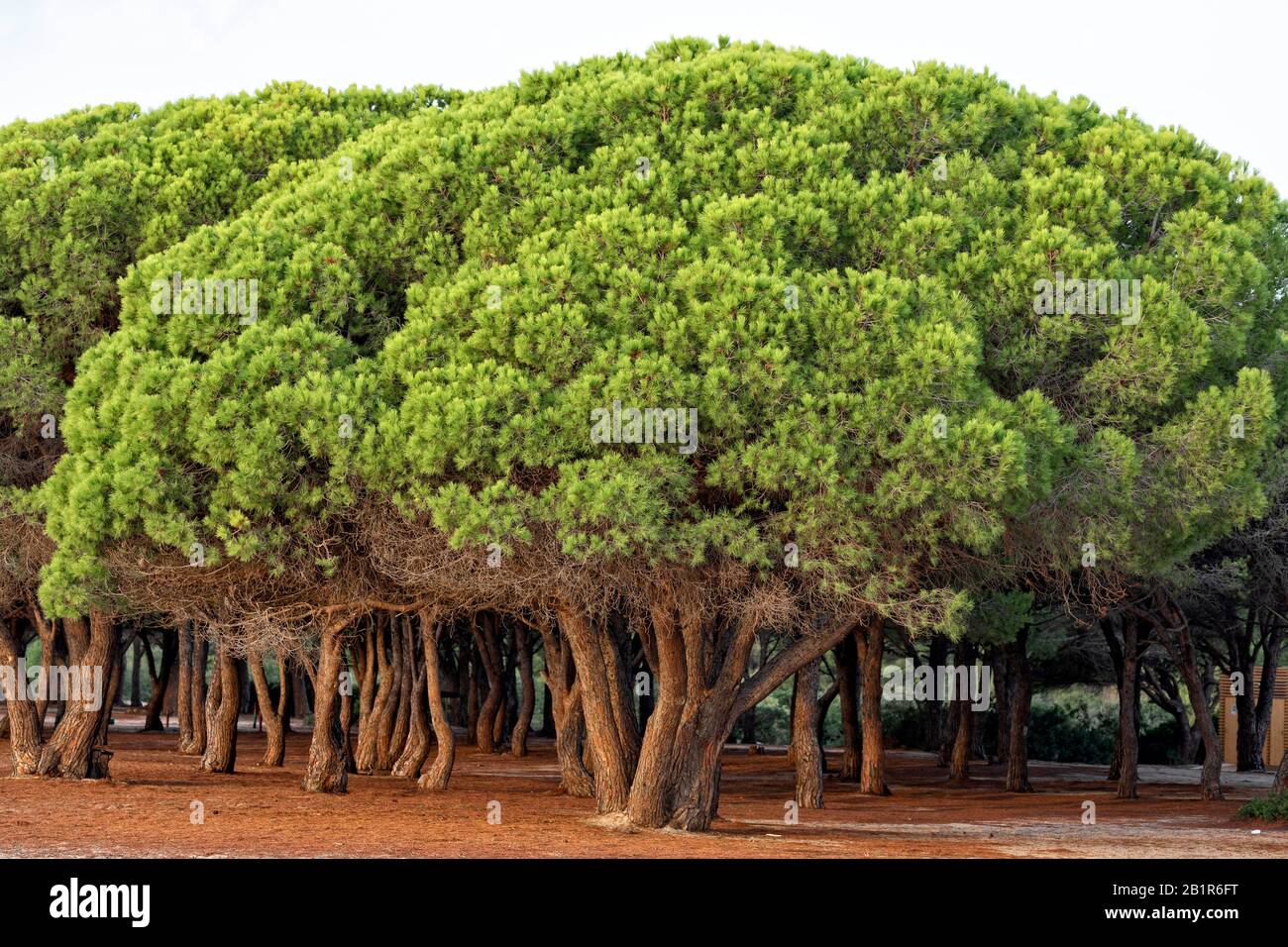 Stone pine, Italian Stone pine, Umbrella Pine (Pinus pinea), Umbrella pine wood at the beach, Italy, Sardegna, Capo Testa Stock Photo