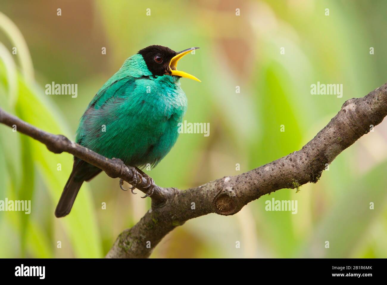 green honeycreeper (Chlorophanes spiza), perched on a branch, Suedamerika Stock Photo