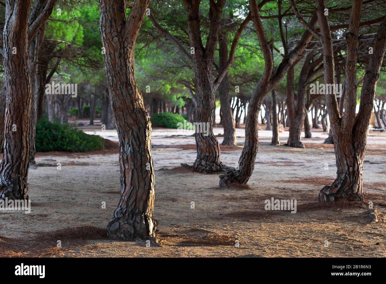 Stone pine, Italian Stone pine, Umbrella Pine (Pinus pinea), Umbrella pine forest at Orosei, Italy, Sardegna Stock Photo