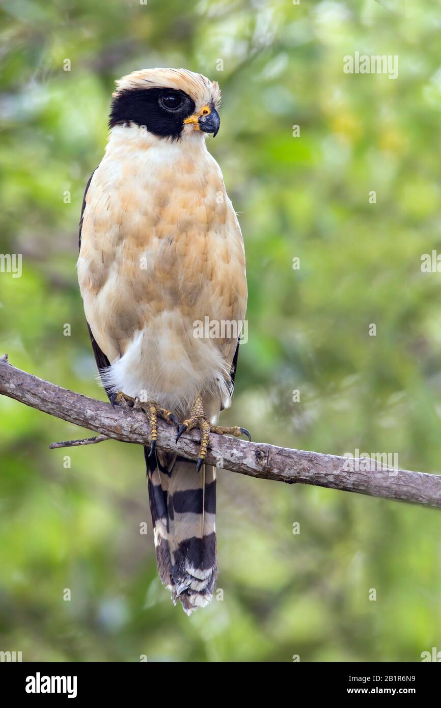 laughing falcon (Herpetotheres cachinnans), is a specialist snake-eater, found through Central and South America, Suedamerika Stock Photo