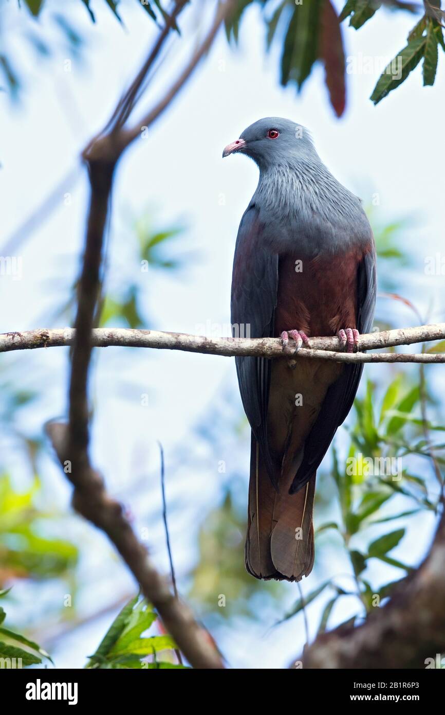 New caledonian pigeon, New Caledonian Imperial Pigeon (Ducula goliath), an endemic pigeon from New Caledonia, New Caledonia Stock Photo