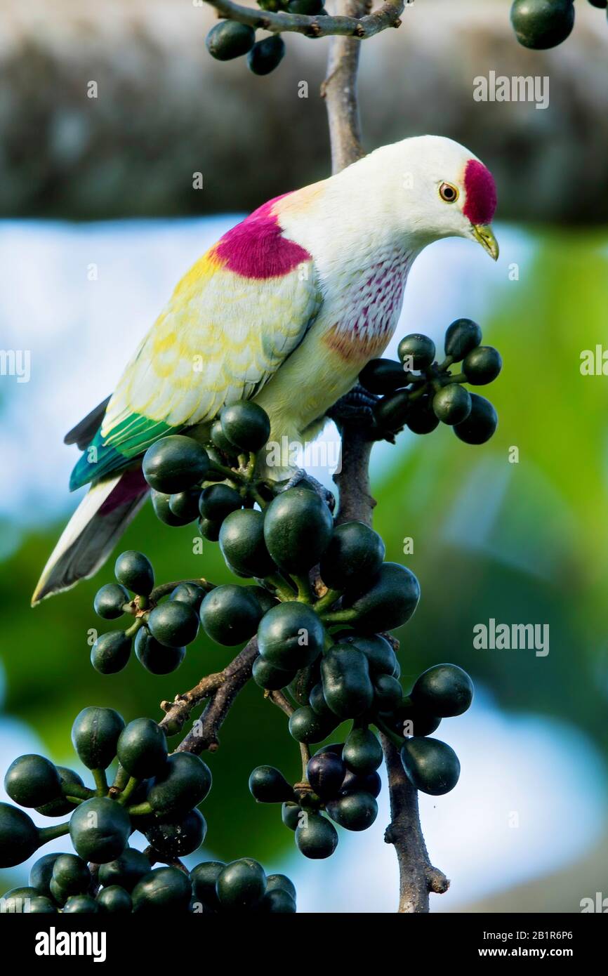 many-coloured fruit dove (Ptilinopus perousii), occurs on islands in the south-west Pacific Ocean where it is found in Fiji, the Samoan Islands, and Tonga, Fiji Stock Photo