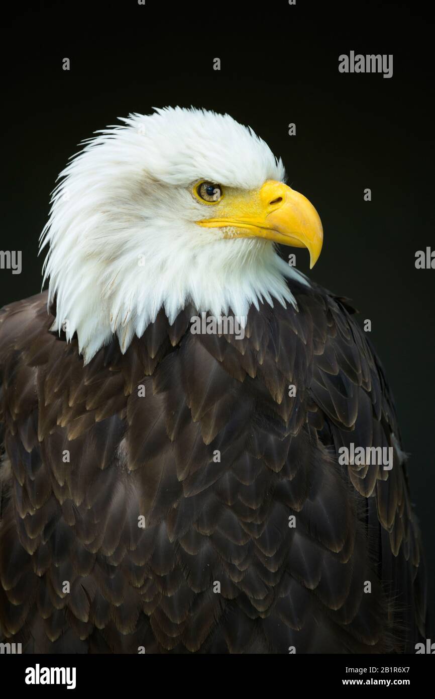 American Bald Eagle Haliaeetus Leucocephalus High Resolution Stock ...