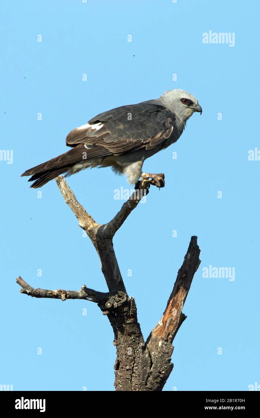 mississippi kite (Ictinia mississippiensis), sitting on a dead tree, North America Stock Photo