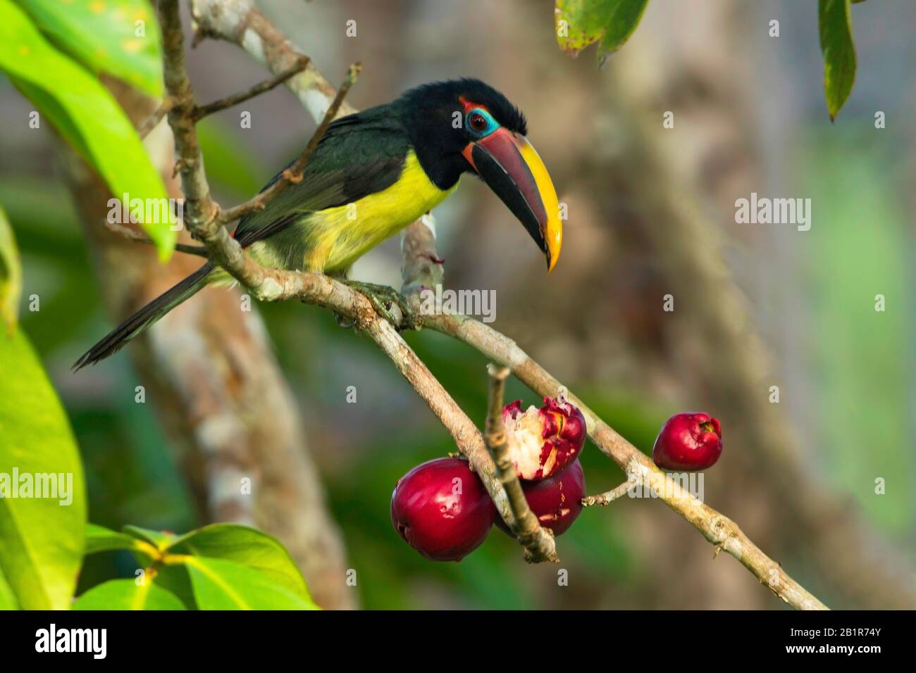 green aracari (Pteroglossus viridis), is one of the smallest members of the toucan family., Guyana Stock Photo
