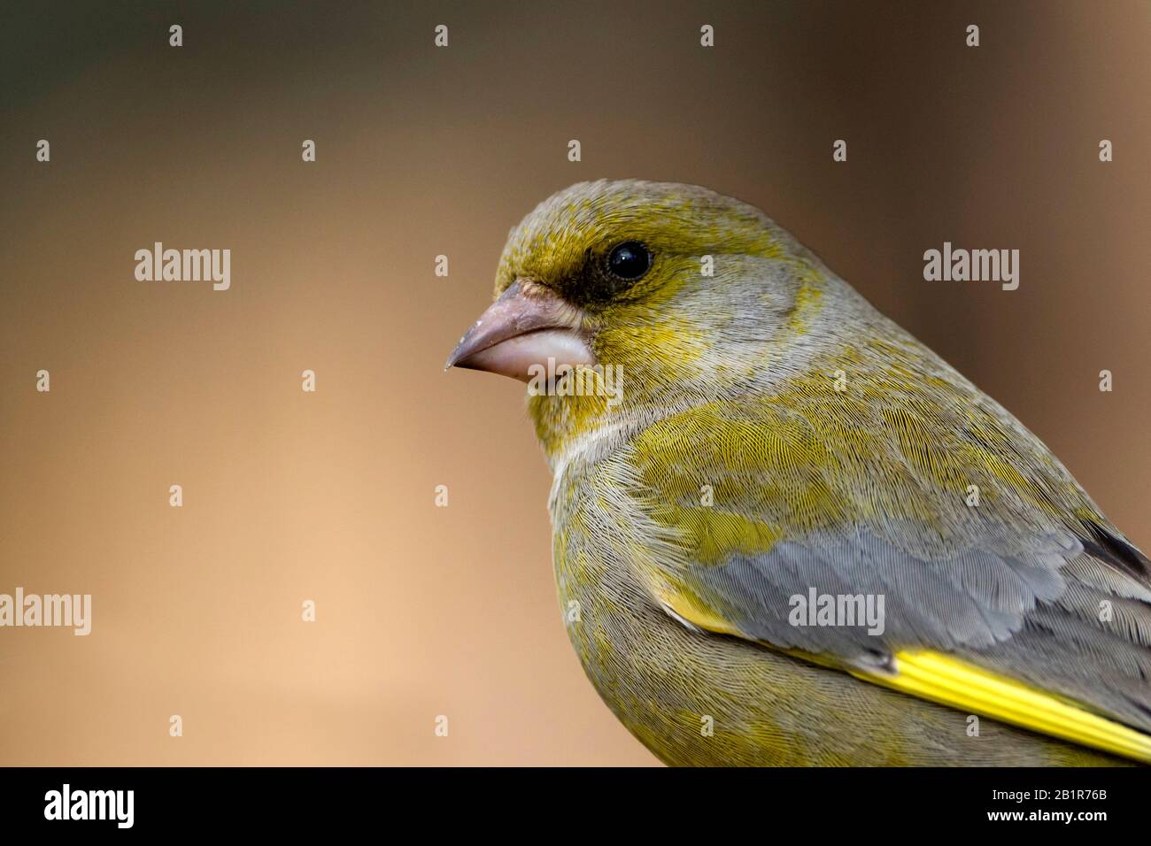 western greenfinch (Carduelis chloris, Chloris chloris), adult male, Germany Stock Photo