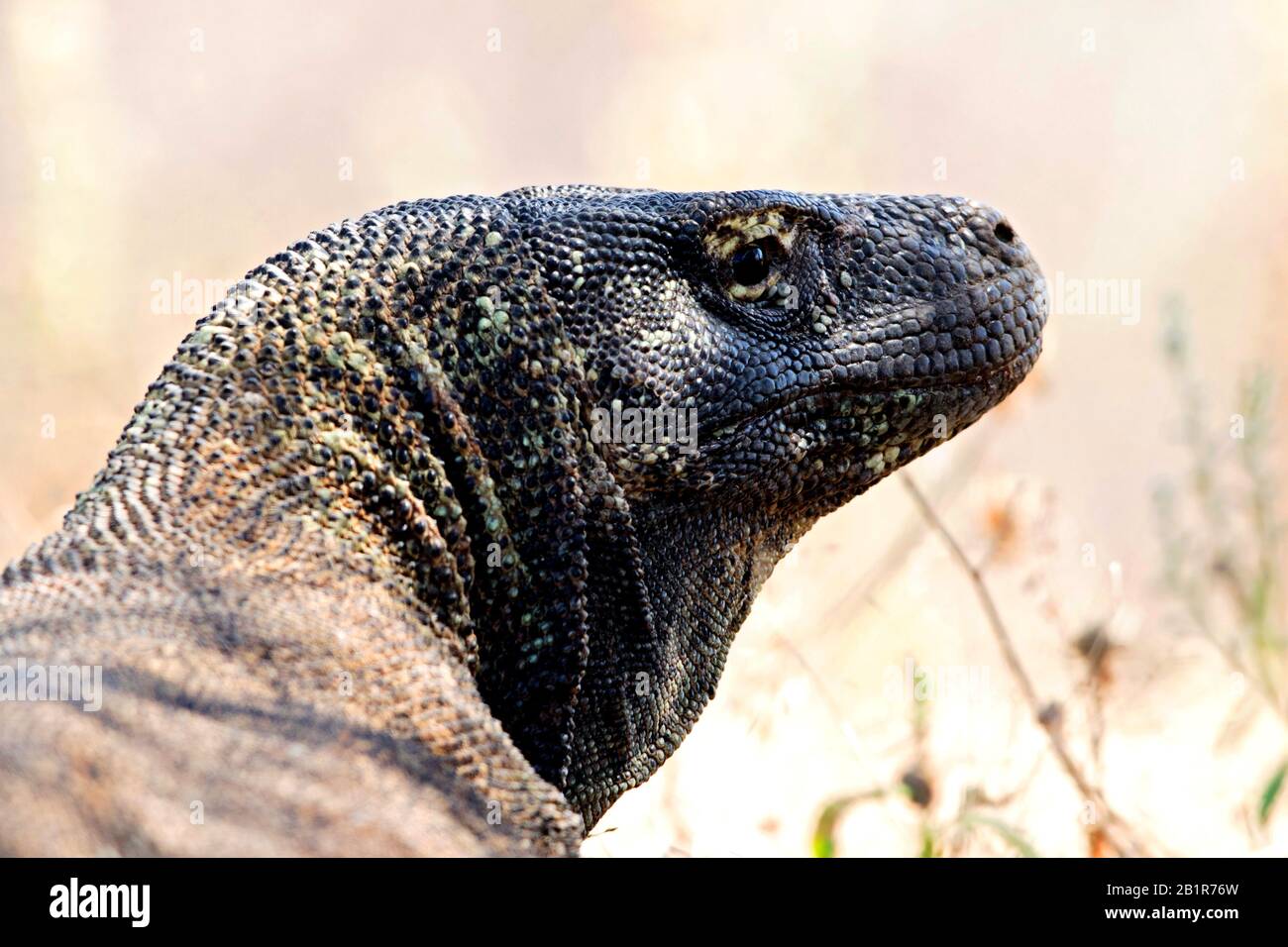 Komodo dragon, Komodo monitor, ora (Varanus komodoensis), portrait, Indonesia Stock Photo