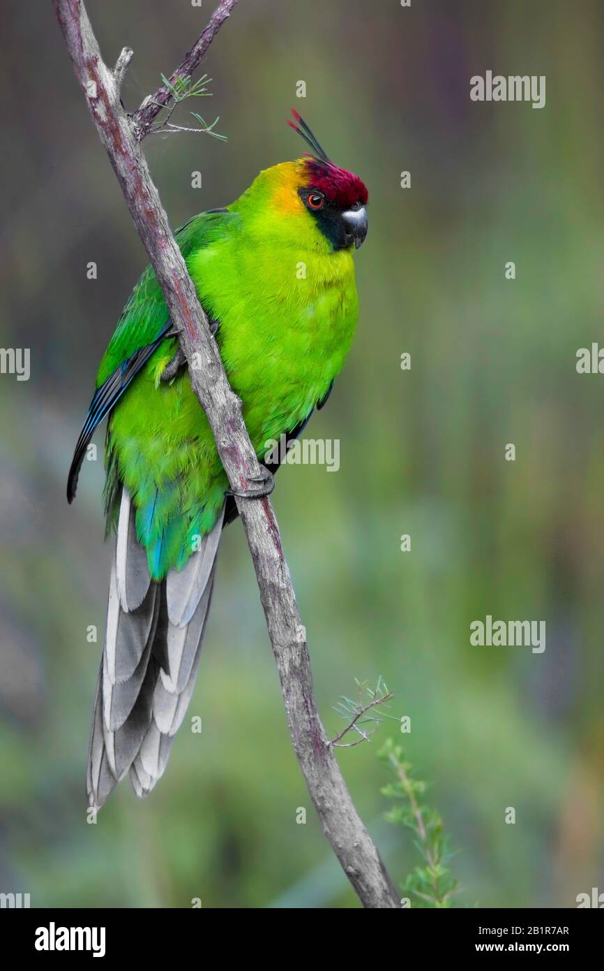 horned parakeet (Cyanoramphus cornutus, Eunymphicus cornutus), medium-sized parrot endemic to New Caledonia., New Caledonia Stock Photo