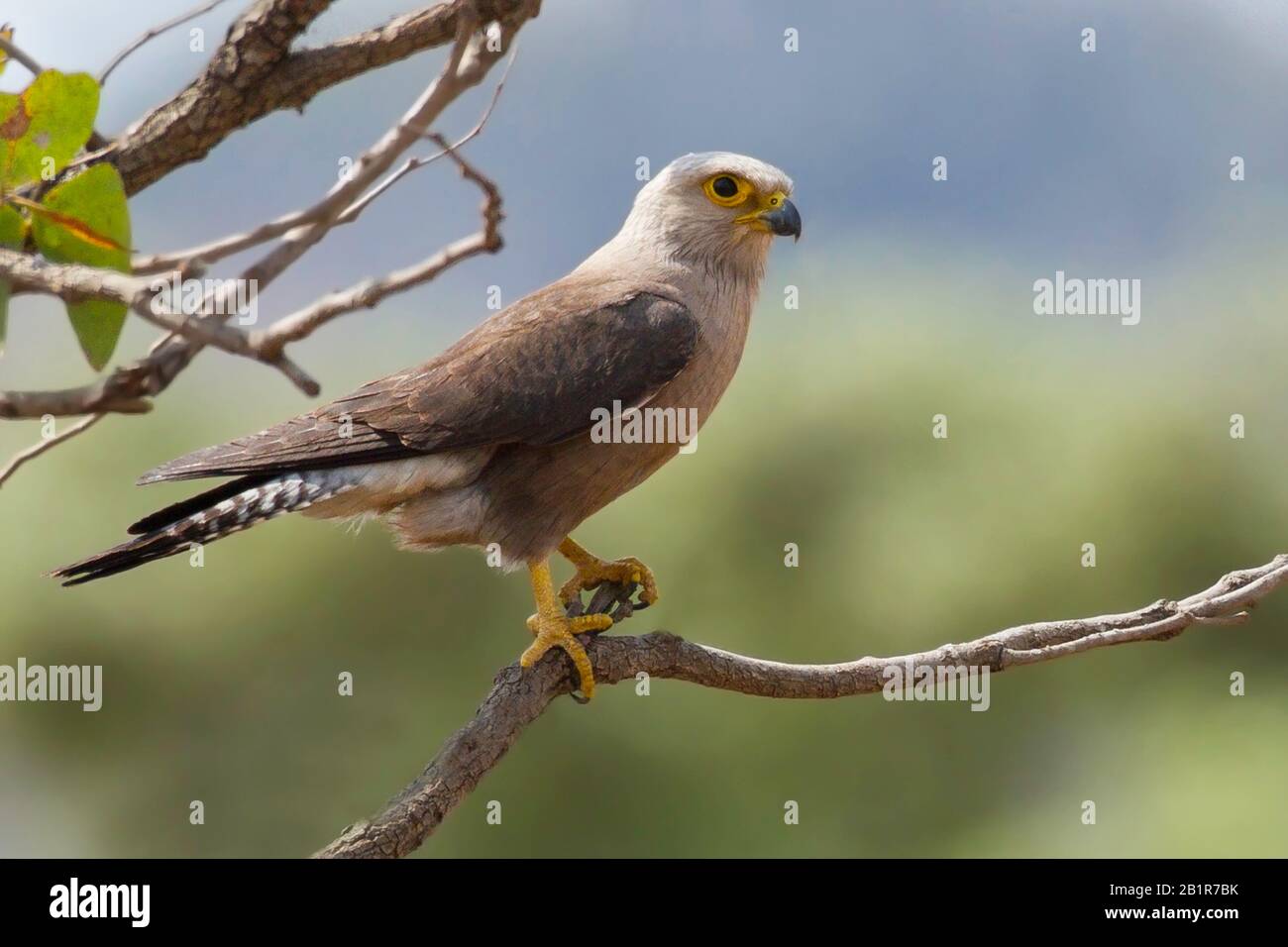 Dickinson's  kestrel (Falco dickinsoni), on a branch, Africa Stock Photo