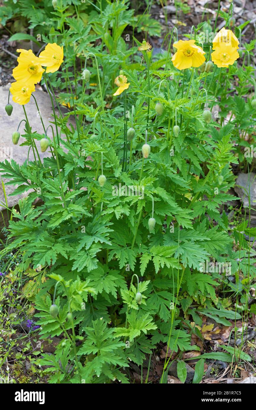 Meconopsis Cambrica Welsh Poppy