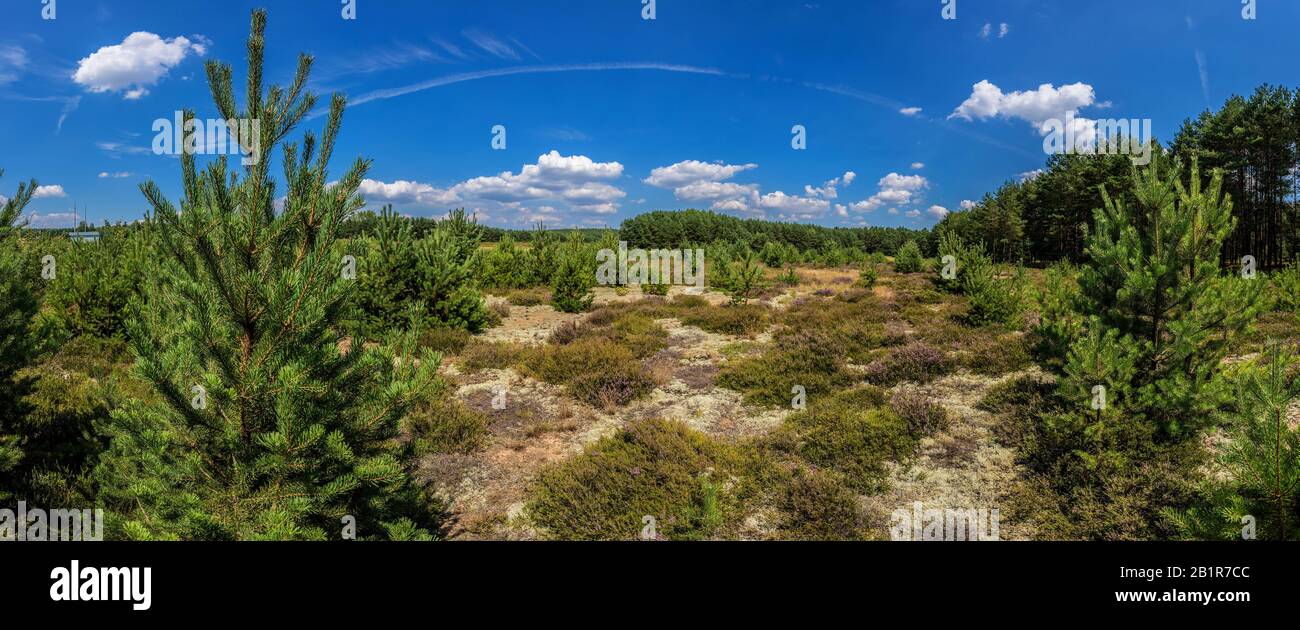 former bombing range, sand habitat, Germany, Bavaria, Niederbayern, Lower Bavaria Stock Photo