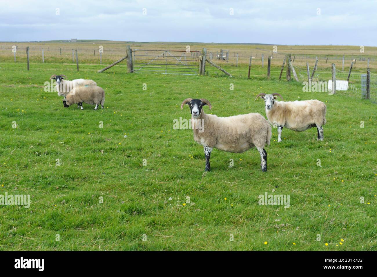 Sheep on a croft in the Isle of Lewis, Scotland Stock Photo