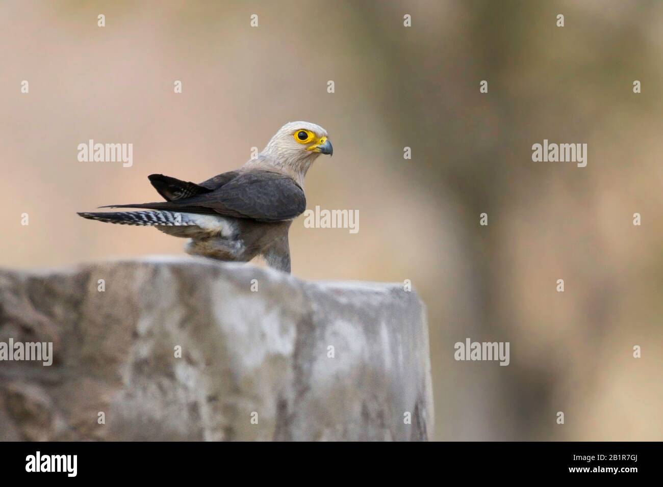 Dickinson's  kestrel (Falco dickinsoni), on a wall, Africa Stock Photo