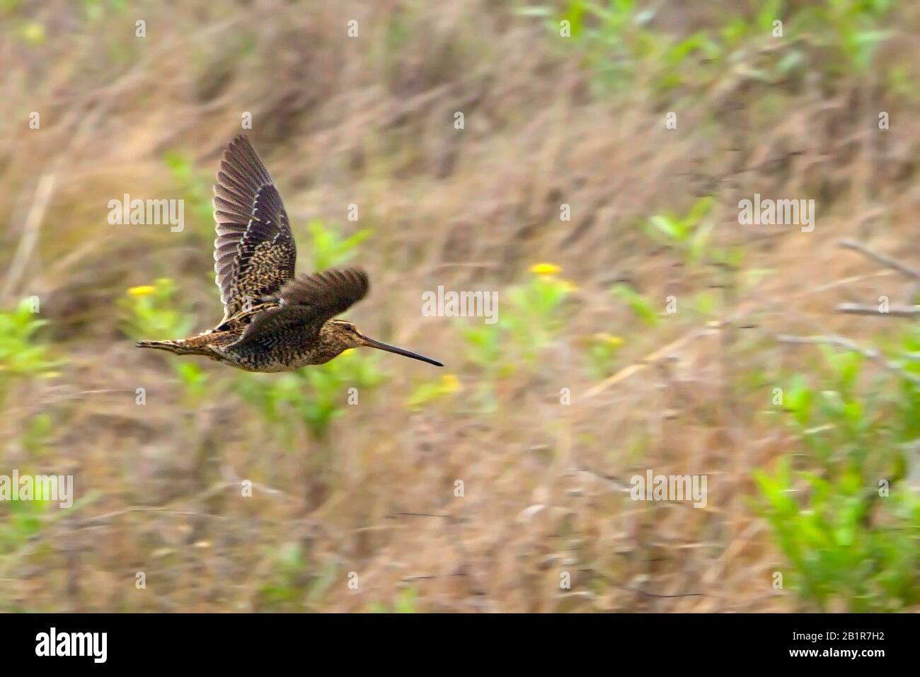 Madagascar snipe (Gallinago macrodactyla), flying over swamp area ...