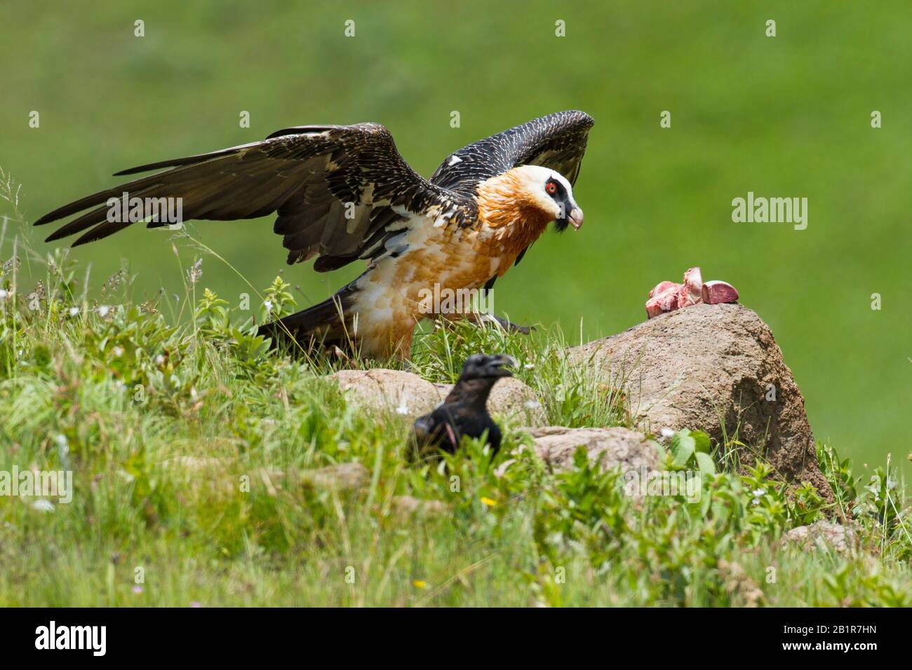 African Bearded Vulture (Gypaetus barbatus meridionalis), at bait place, South Africa Stock Photo