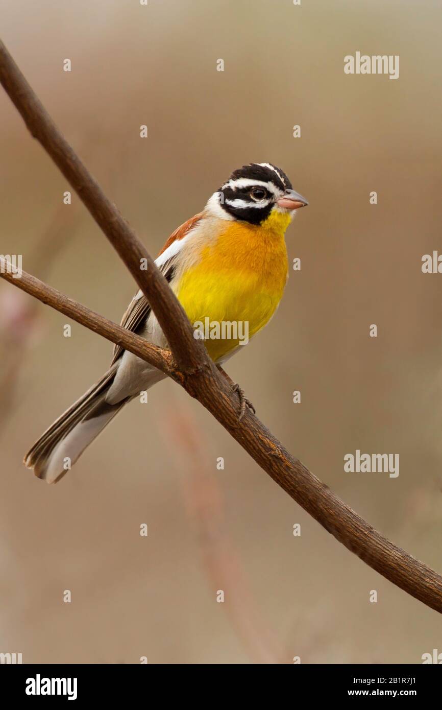 golden-breasted bunting (Emberiza flaviventris, Fringillaria flaviventris), a beautiful African bunting species, Africa Stock Photo