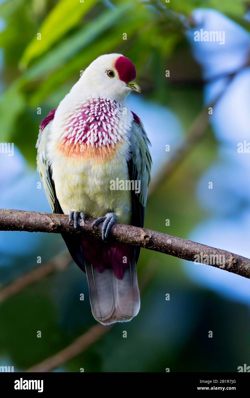 many-coloured fruit dove (Ptilinopus perousii), occurs on islands in the south-west Pacific Ocean where it is found in Fiji, the Samoan Islands, and Tonga, Fiji Stock Photo