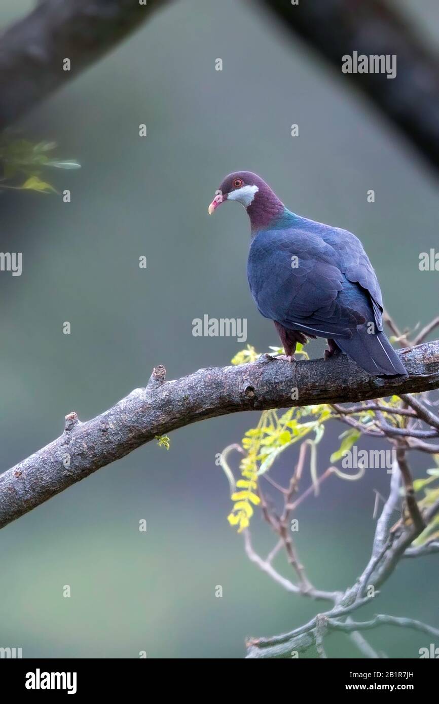 white-throated pigeon (Columba vitiensis), perched in a tree, Asia Stock Photo