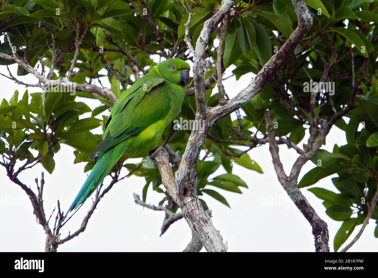 mauritius parakeet (Psittacula echo), a species of bird on the verge of extinction, Mauritius Stock Photo