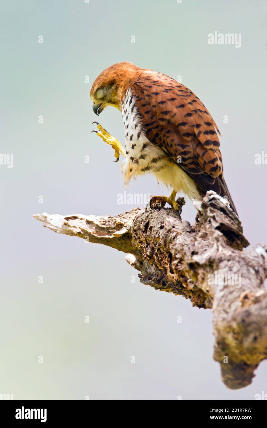 mauritius kestrel (Falco punctatus), on a branch, endemic species of raptor from Mauritius, Mauritius Stock Photo