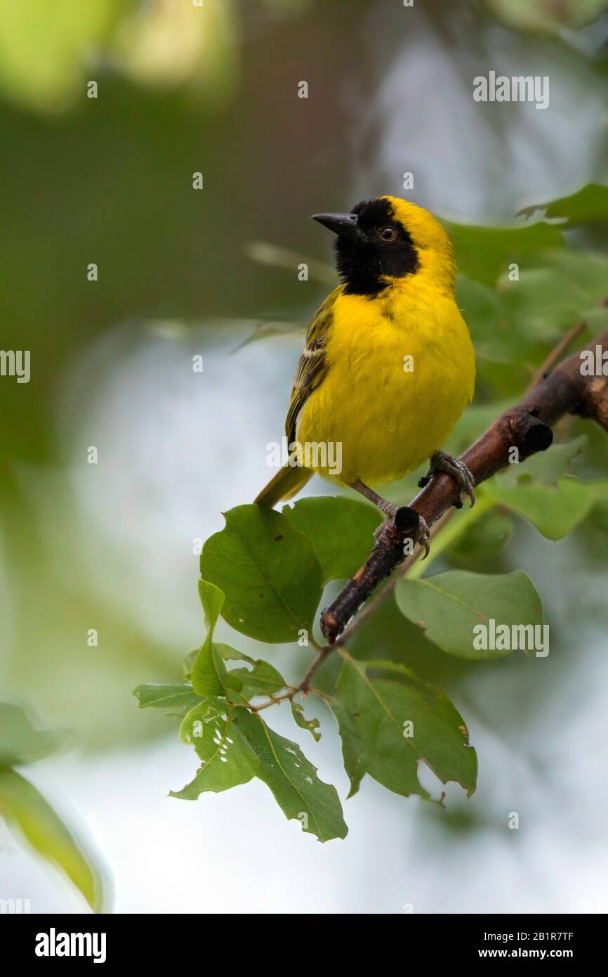 little masked weaver (Ploceus luteolus), on a branch, Africa Stock Photo