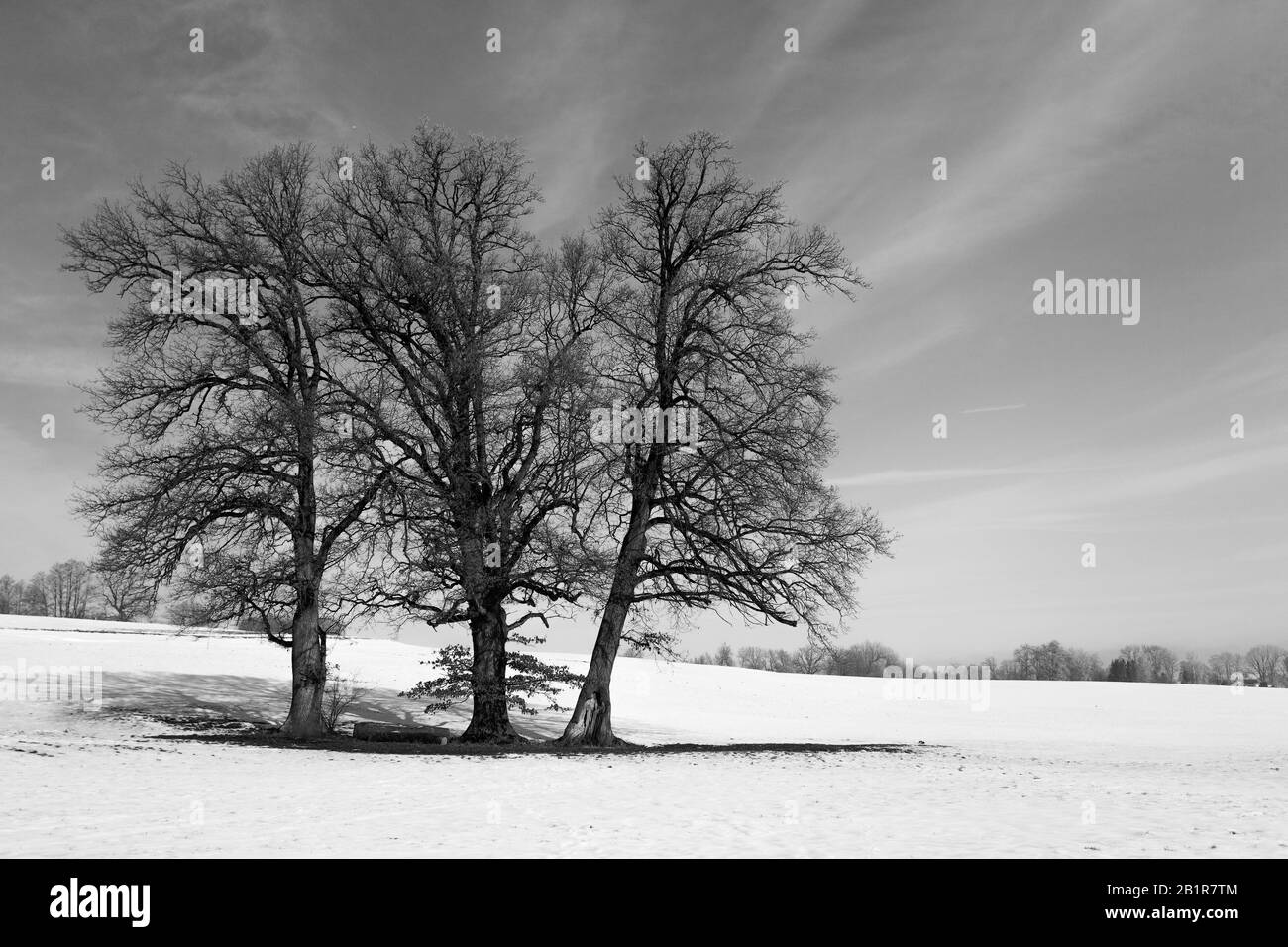 winter landscape in Bavaria, black-and-white photography, Germany, Bavaria Stock Photo
