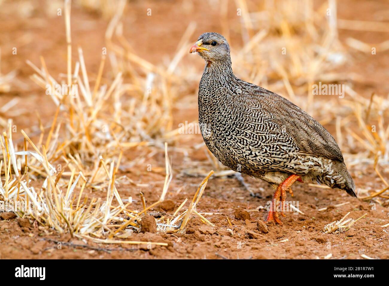 Natal francolin (Francolinus natalensis, Pternistis natalensis), on the ground, Africa Stock Photo