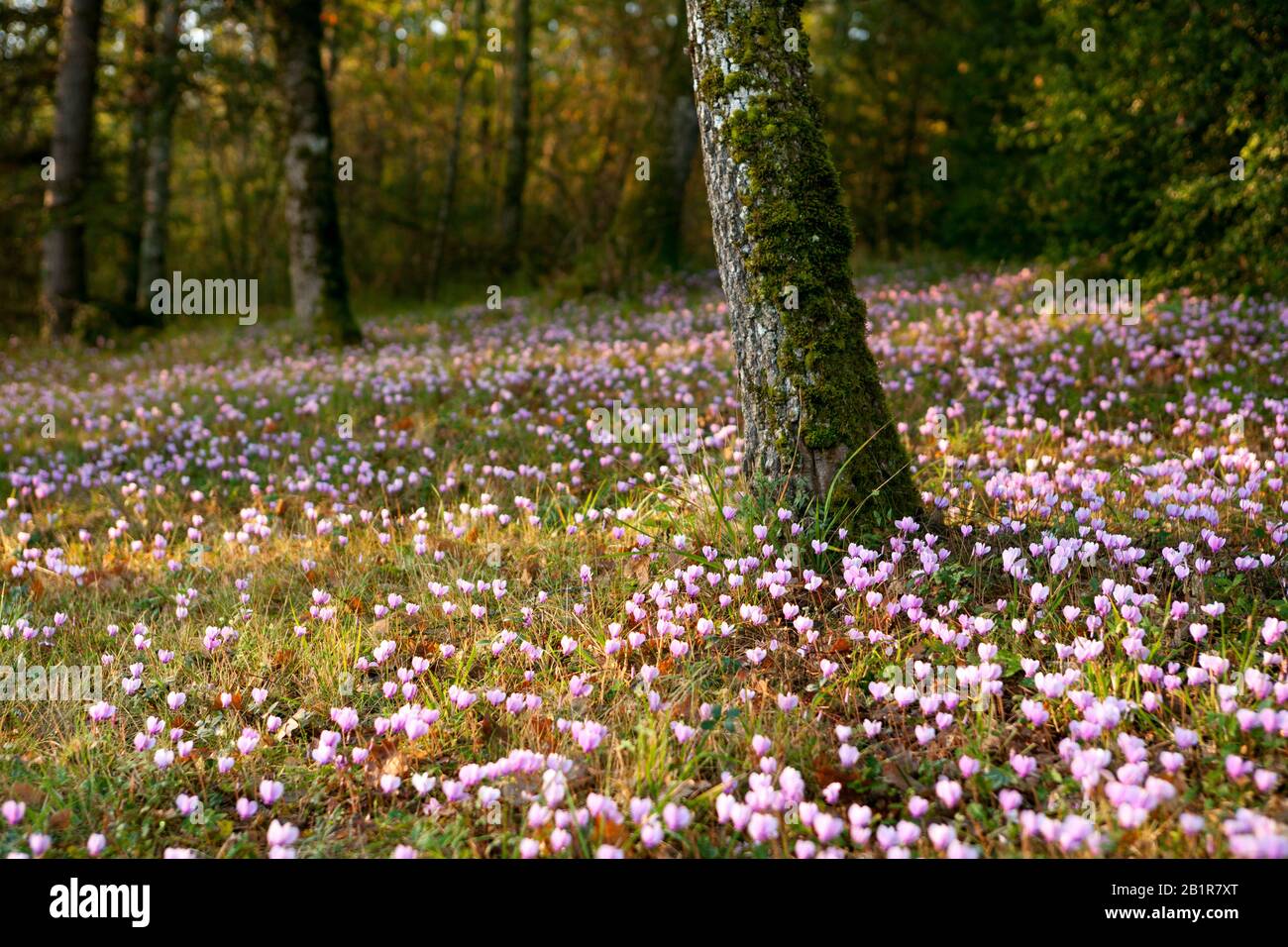 Forest of flowers hi-res stock photography and images - Alamy