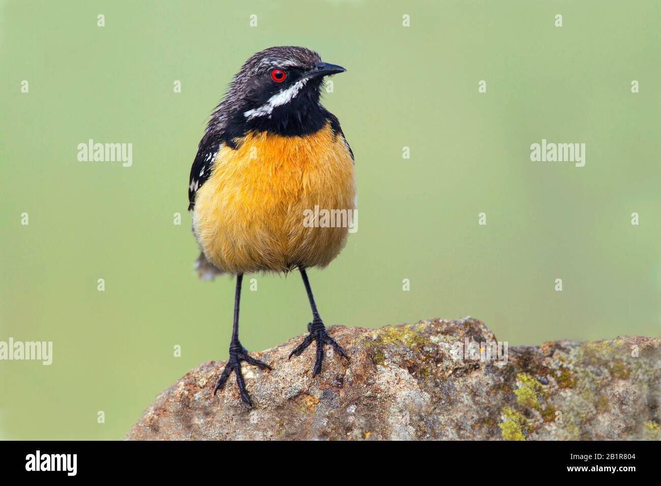 orange-breasted rockjumper (Chaetops aurantius), male perched, South America Stock Photo