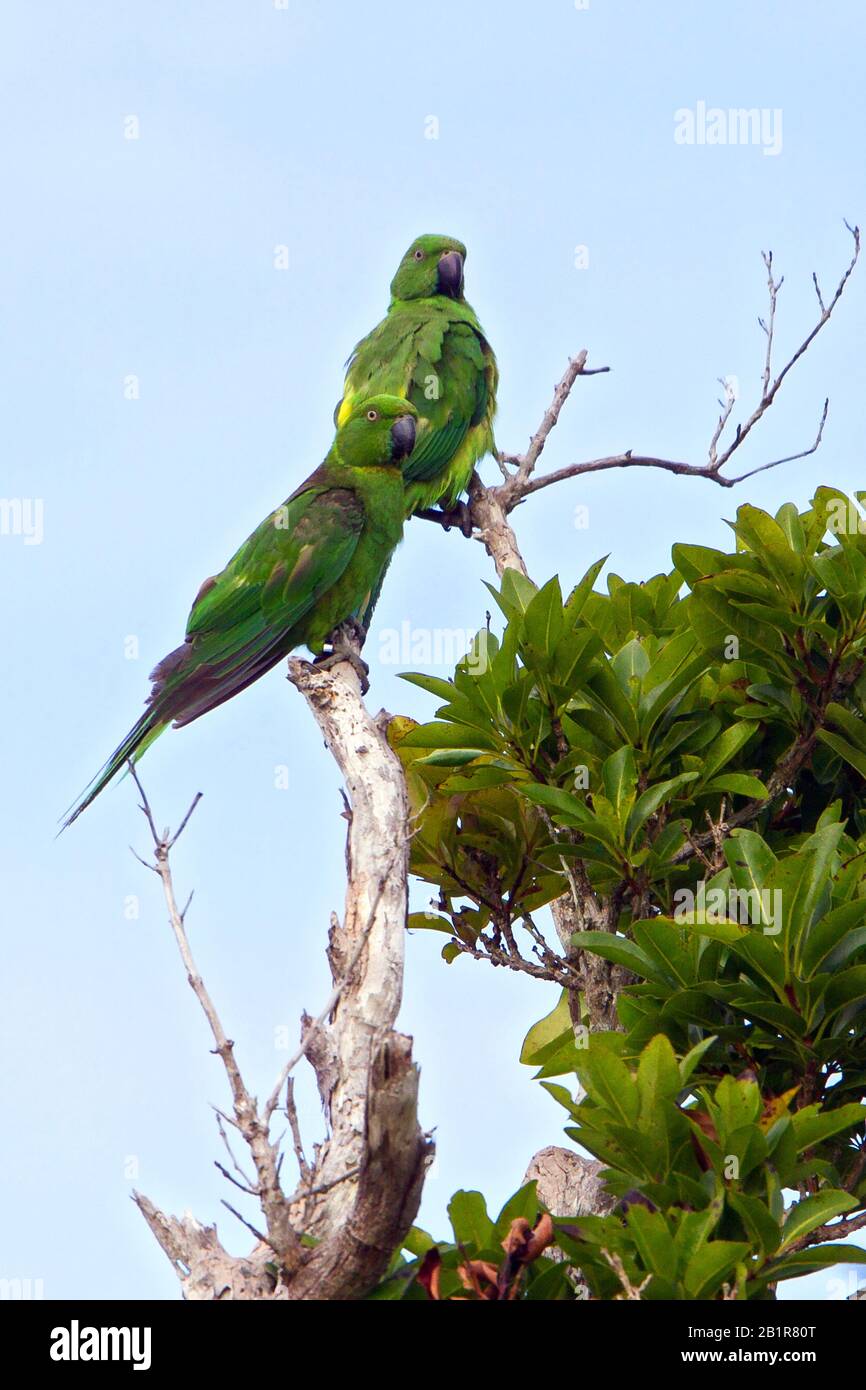 mauritius parakeet (Psittacula echo), a species of bird on the verge of extinction, Mauritius Stock Photo