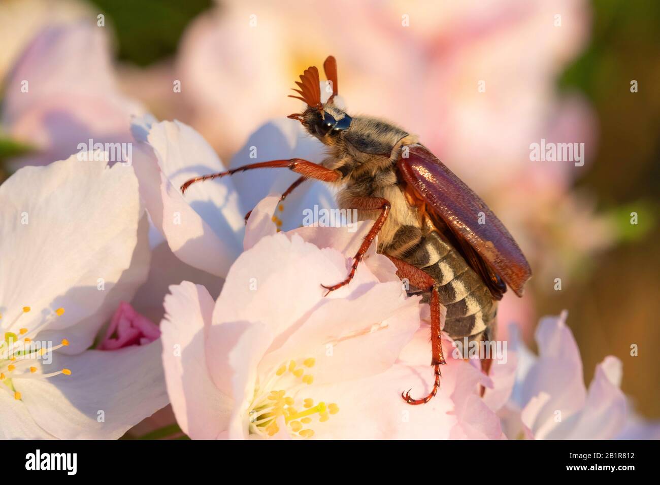 Common cockchafer, Maybug, Maybeetle (Melolontha melolontha), male sitting on a blossom, side view, Germany Stock Photo