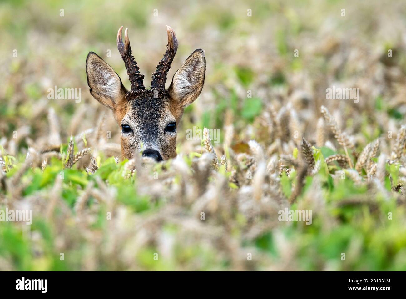 roe deer (Capreolus capreolus), roebuck looking out of a grain field, Germany, Lower Saxony Stock Photo