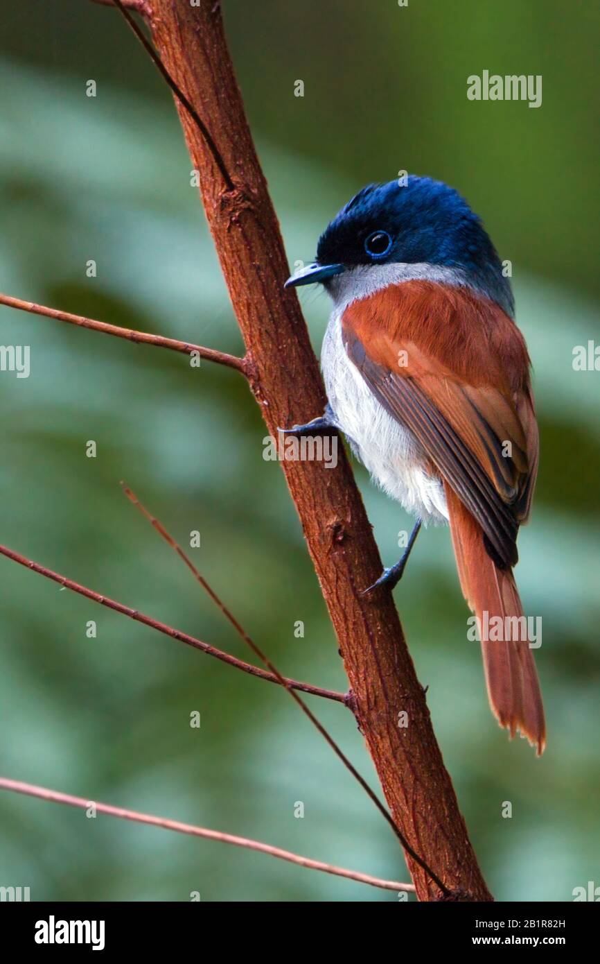 mascarene paradise flycatcher (Terpsiphone bourbonnensis), sitting at a branch, Mauritius Stock Photo