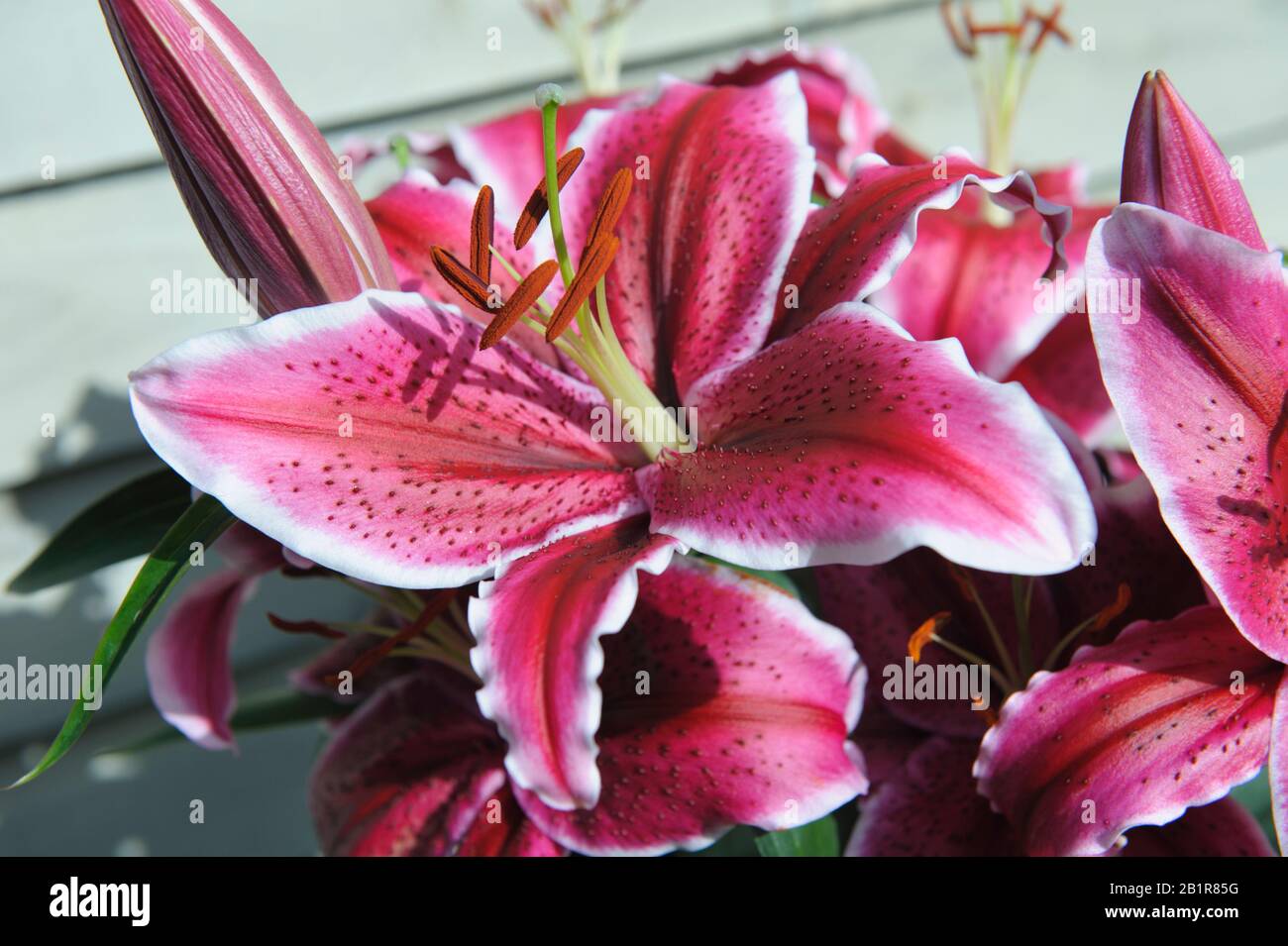 Variegated petals hires stock photography and images Alamy