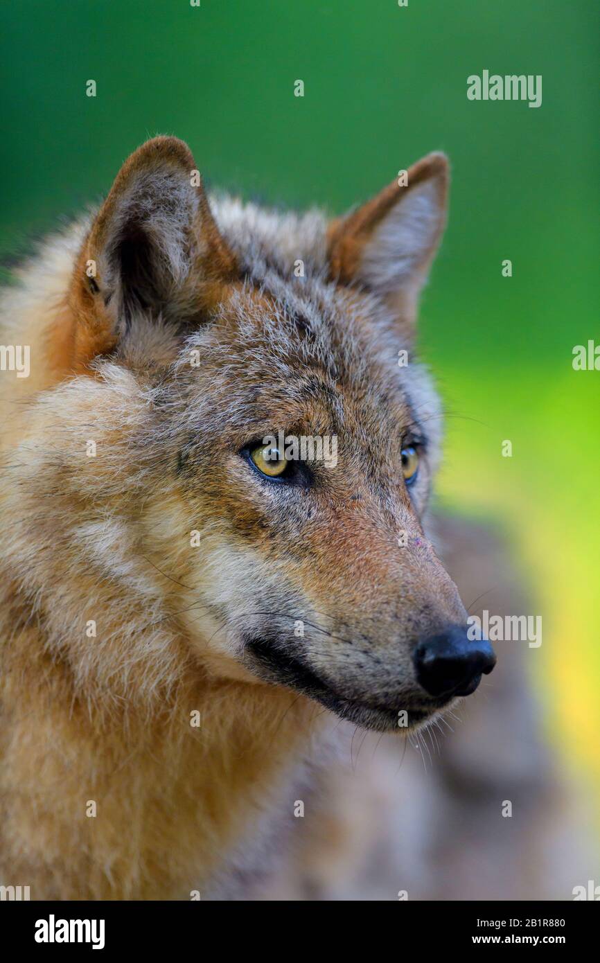 European gray wolf (Canis lupus lupus), portrait, Germany Stock Photo -  Alamy