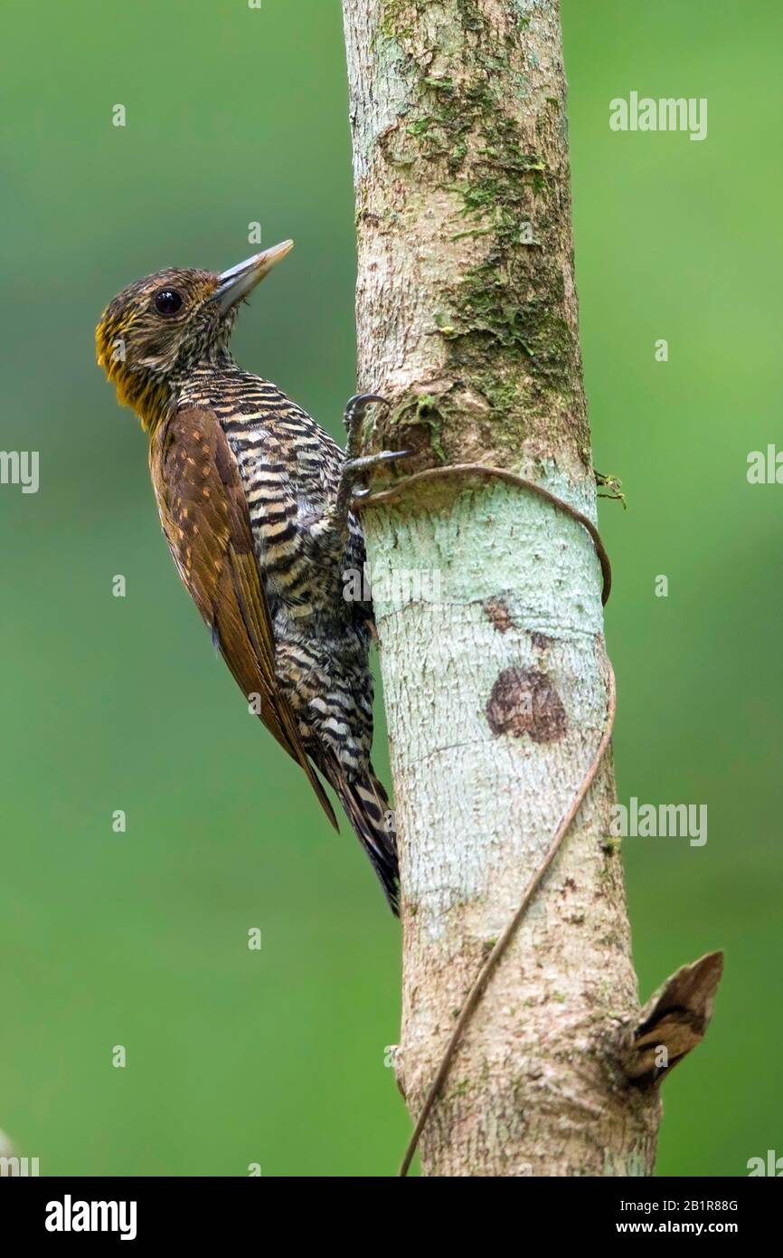 golden-collared woodpecker (Veniliornis cassini), at a tree, South America Stock Photo