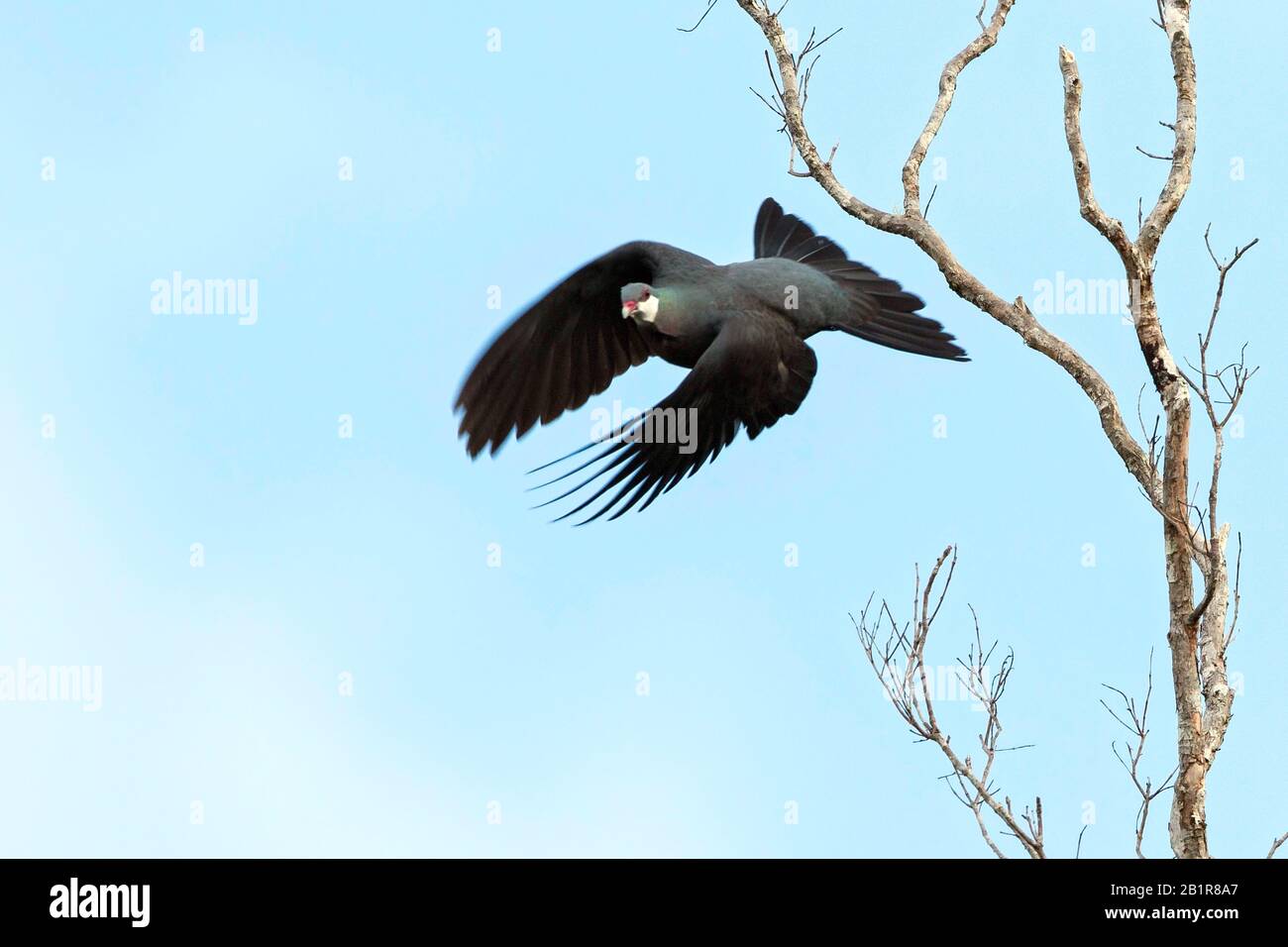 white-throated pigeon (Columba vitiensis), flying from a tree, Fiji Stock Photo